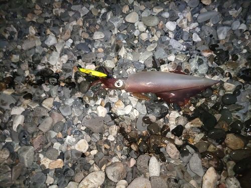 ヤリイカの釣果