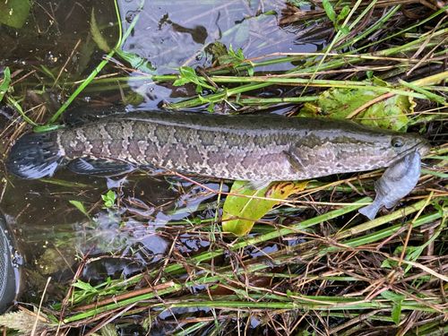 ライギョの釣果