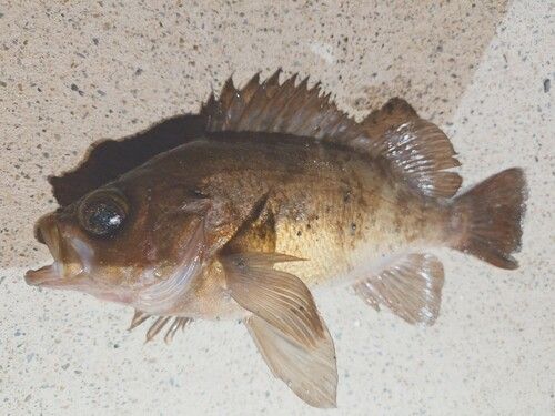メバルの釣果