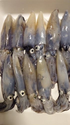 マメイカの釣果