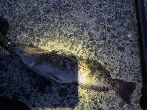 アイナメの釣果