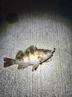シロメバルの釣果