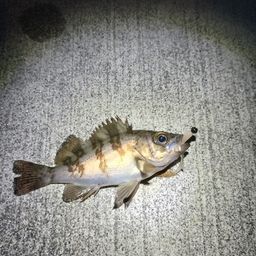 シロメバル