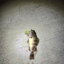 シロメバル
