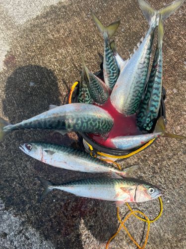 マサバの釣果