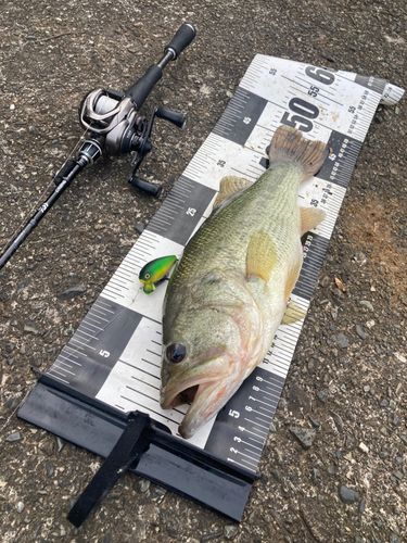 ブラックバスの釣果