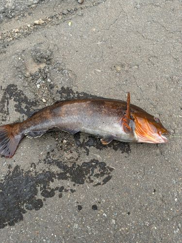 アイナメの釣果