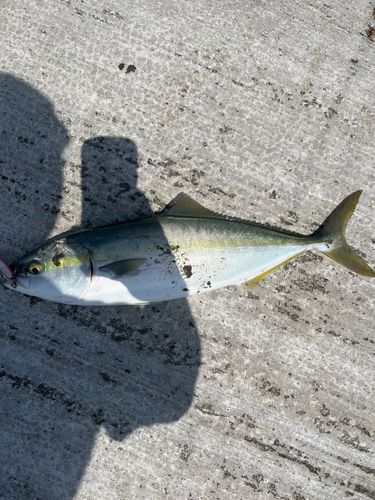 イナダの釣果