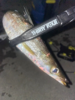 カマスの釣果