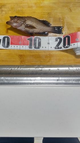 オオモンハタの釣果