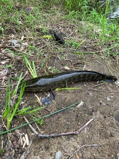 ライギョの釣果