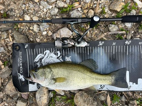 ブラックバスの釣果