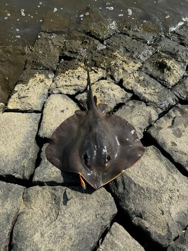 エイの釣果