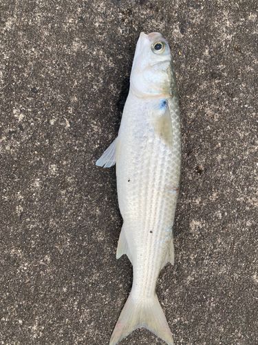ボラの釣果