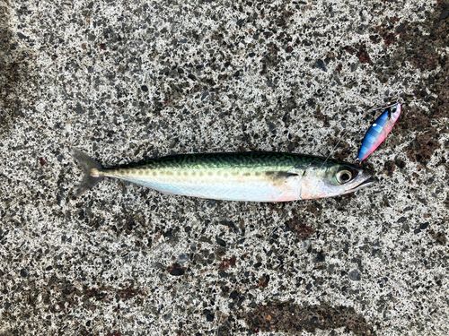 サバの釣果