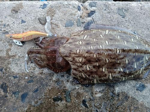 コウイカの釣果