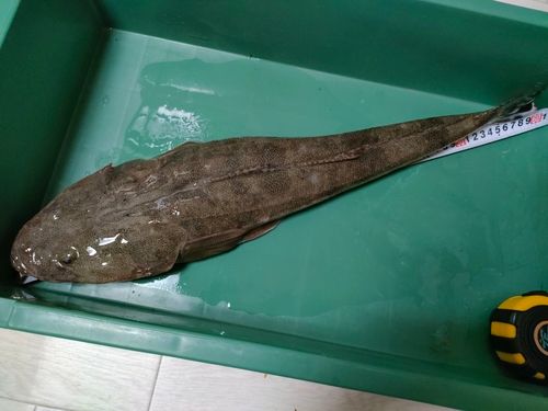 マゴチの釣果