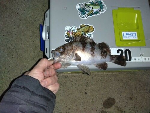 メバルの釣果