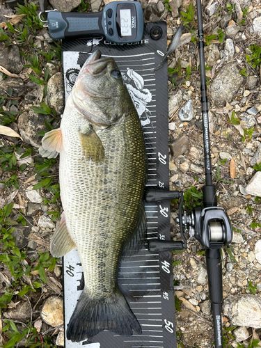 ブラックバスの釣果