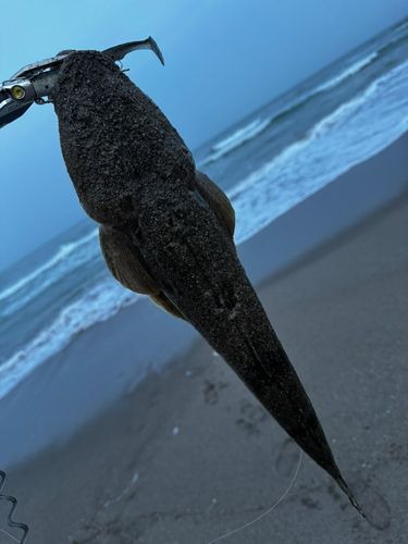 コチの釣果