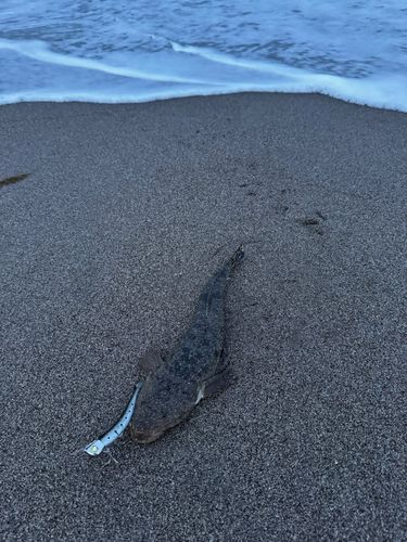 コチの釣果