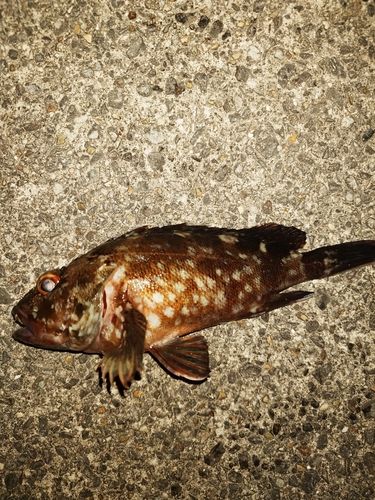 カサゴの釣果