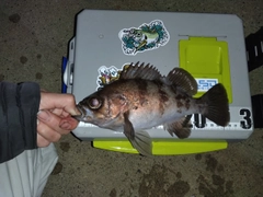 メバルの釣果
