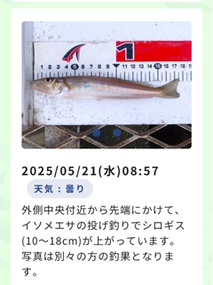 シロギスの釣果