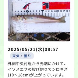 シロギス