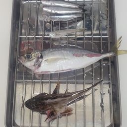アジ
