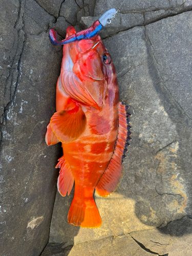 アカハタの釣果