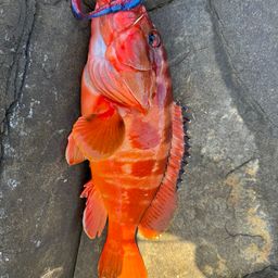 アカハタ