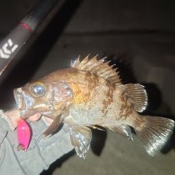 メバル