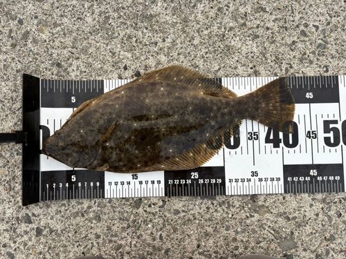 ヒラメの釣果