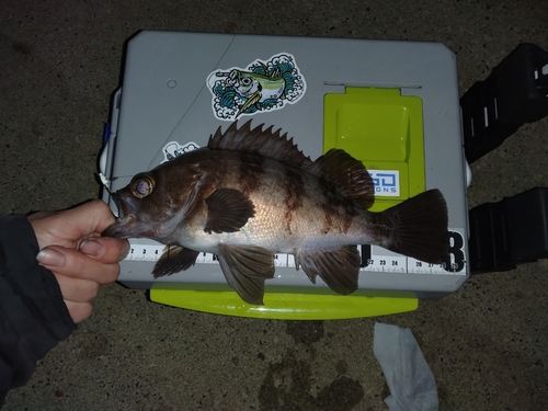 メバルの釣果