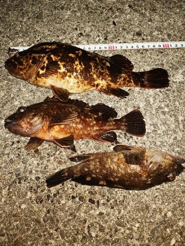 タケノコメバルの釣果