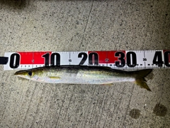 カマスの釣果