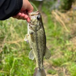 スモールマウスバス
