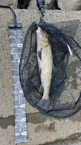 ニゴイの釣果