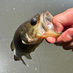 ラージマウスバス