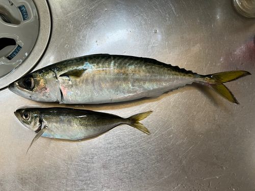 サバの釣果