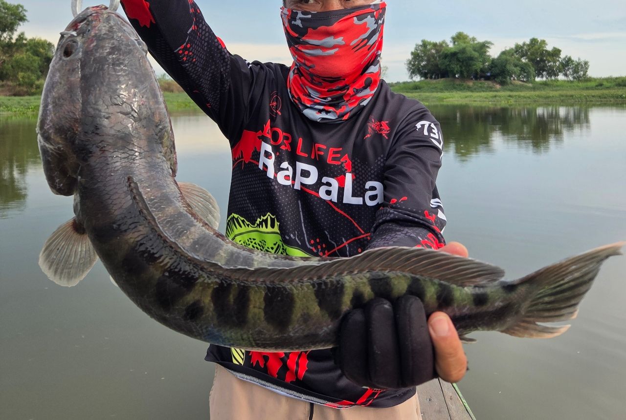 ジャイアントスネークヘッド