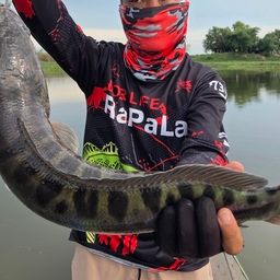 ジャイアントスネークヘッド