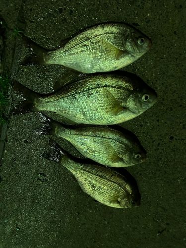 ウミタナゴの釣果
