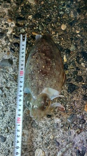 コウイカの釣果