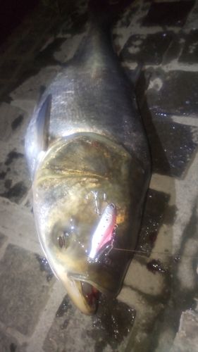 ハクレンの釣果