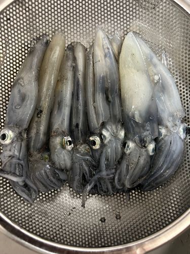 ヒイカの釣果