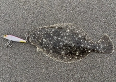 ソゲの釣果