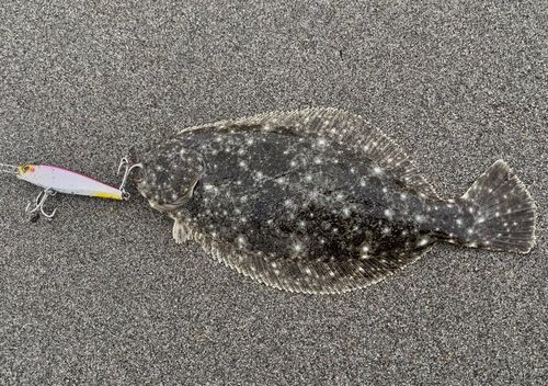 ソゲの釣果