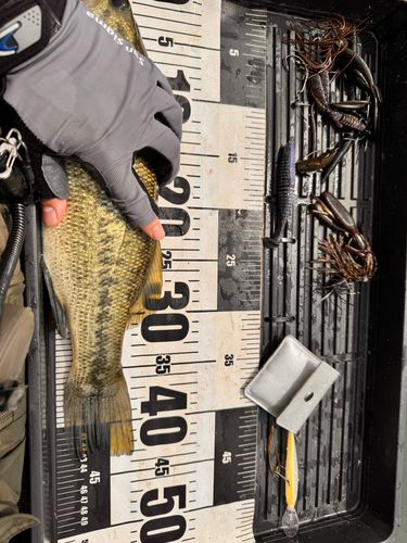 ブラックバスの釣果